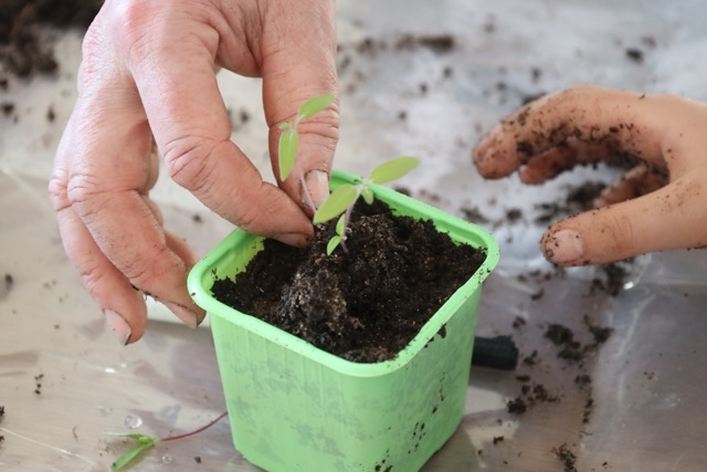 yhdess&auml; kasvamaan